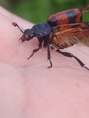 Nicrophorus investigator