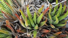 Haworthiopsis fasciata