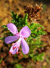 Pelargonium quercifolium