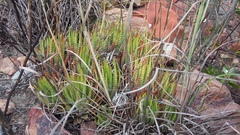 Haworthiopsis fasciata