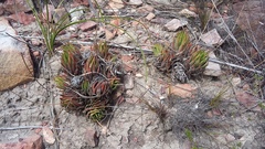 Haworthiopsis fasciata