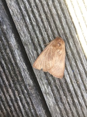 Phyllalia patens
