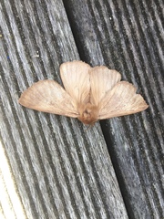 Phyllalia patens