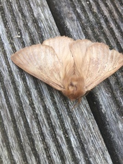 Phyllalia patens