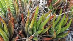 Haworthiopsis fasciata