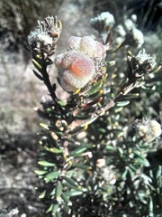 Trichocephalus stipularis