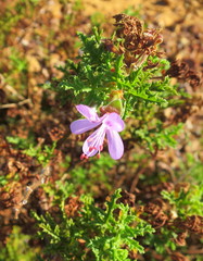 Pelargonium quercifolium