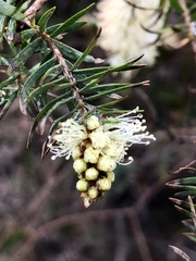 Melaleuca incana