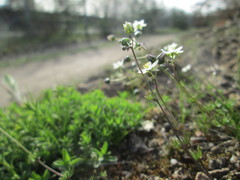 Spergula morisonii
