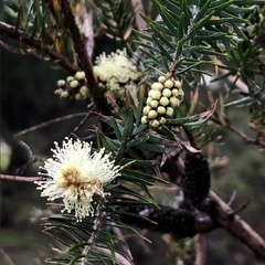 Melaleuca incana