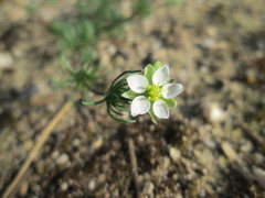 Spergula morisonii