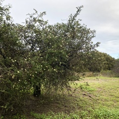 Melaleuca incana