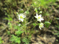 Spergula morisonii