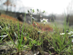 Spergula morisonii