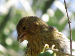 Serinus canaria domesticus