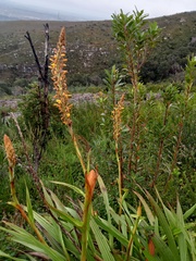 Wachendorfia thyrsiflora