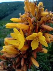 Wachendorfia thyrsiflora