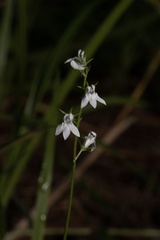 Lobelia nuttallii