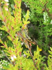 Chorthippus binotatus