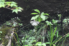Pieris latouchei