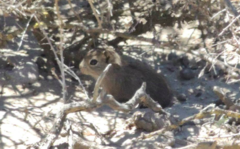Microcavia australis