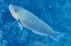 Scarus psittacus