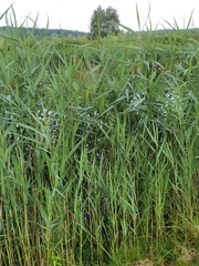 Phragmites australis