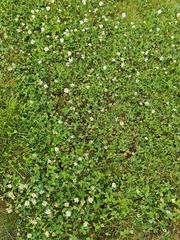 Trifolium repens