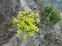 Euphorbia esula