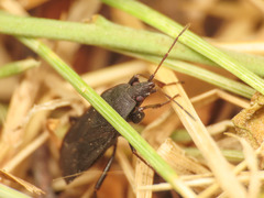 Neurocladus brachiidens