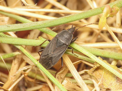 Neurocladus brachiidens