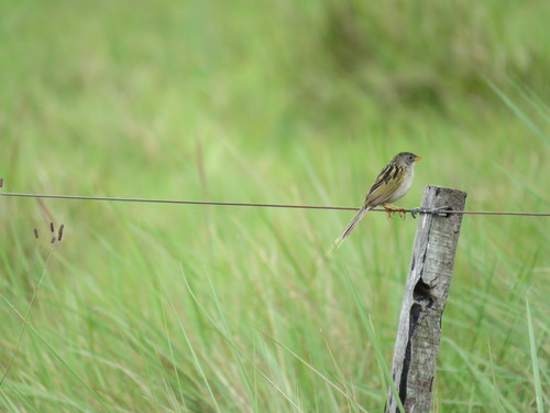 Lesser Grass Finch (Emberizoides ypiranganus), photo 10