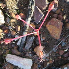 Brunsvigia striata
