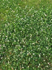 Trifolium repens