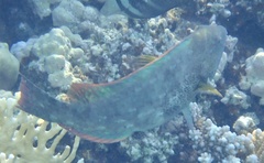 Calotomus viridescens