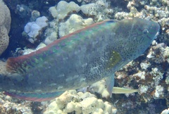 Calotomus viridescens