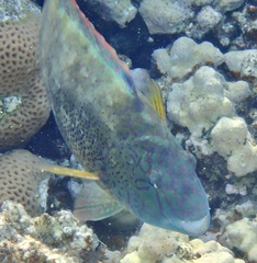 Calotomus viridescens