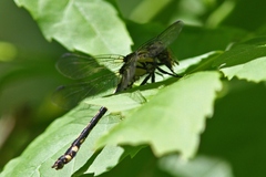 Ophiogomphus anomalus