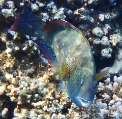 Calotomus viridescens