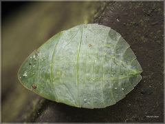 Tituria planata