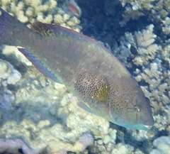 Calotomus viridescens