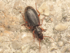Cymindis etrusca
