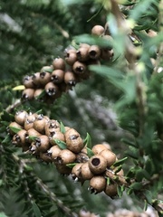 Melaleuca lanceolata