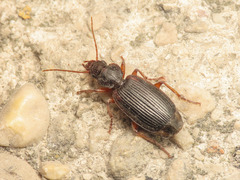 Cymindis etrusca