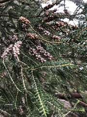 Melaleuca lanceolata