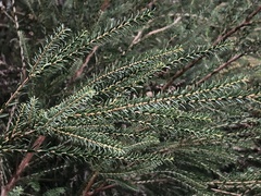 Melaleuca lanceolata