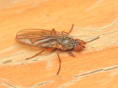Gymnomus caesius