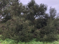 Melaleuca lanceolata