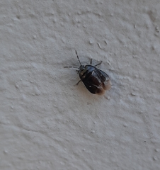 Adomerus biguttatus