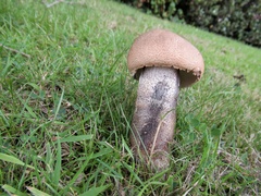 Leccinum duriusculum